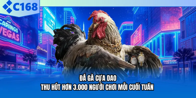 Đá Gà Cựa Dao - Thu Hút Hơn 3.000 Người Chơi Mỗi Cuối Tuần