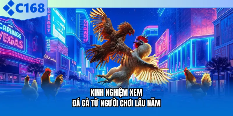 Kinh nghiệm xem đá gà từ người chơi lâu năm